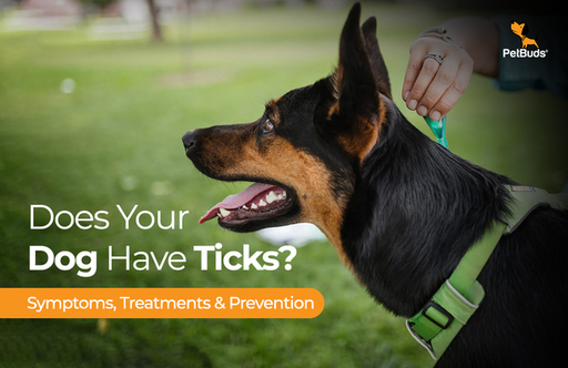 Does Your Dog Have Ticks Here's What You Need to K