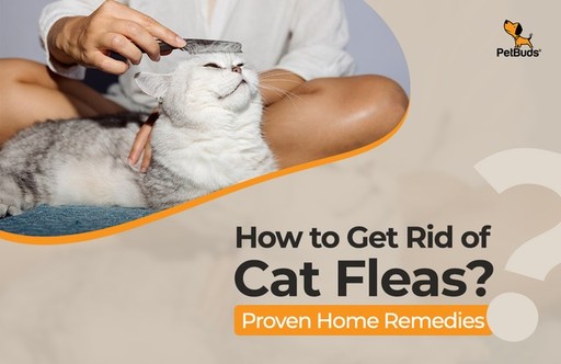 How to Get Rid Of Cat Fleas with Proven Home Remed