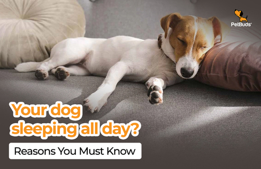 Why Do Dogs Sleep So Much Reasons You Don't Want T